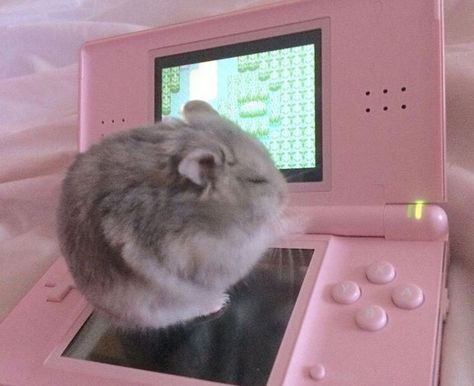 Aesthetic Funny, Cute Mouse, Playing Video Games, Funny Animals, Video Games, On Twitter, Twitter, Animals, Pink