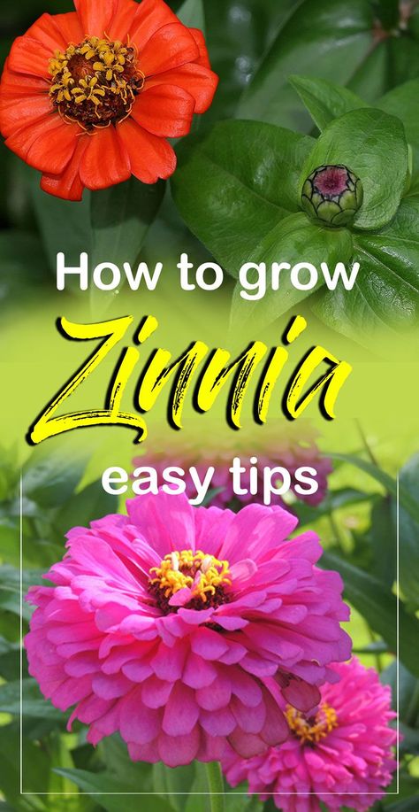 When To Plant Zinnias, Growing Zinnias, Zinnia Garden, Zinnia Flower, Zinnia Elegans, Zinnia Flowers, Plant Growing, Cut Flower Garden, Flower Landscape