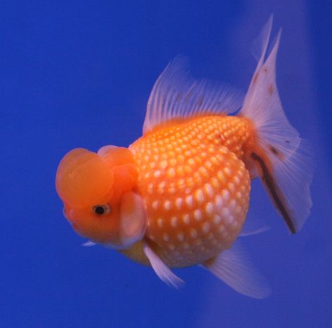 It can be difficult to find tank mates for a goldfish, but there are some fish that will work. You can find the entire list of compatible fish here. Goldfish Aquarium, Fancy Goldfish, Betta Fish Types, Goldfish Pond, Goldfish Bowl, Water Creatures, Fish Breeding, Freshwater Aquarium Fish, Pet Fish