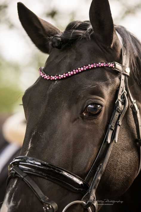 English Horse, Horse Bridle, Horse Equipment, Hobby Horse, Riding Gear, Animal Projects, Equine Photography, Horse Life, Dark Horse