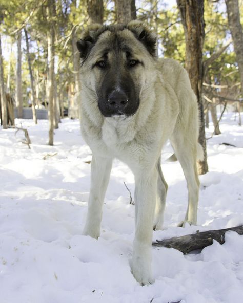 Armenian Gampr Dog, Earthship House, Belgian Laekenois, Bohemian Shepherd, German Longhaired Pointer, Asian Shepherd Dog, Singing Dog, Brazilian Terrier, Portuguese Podengo