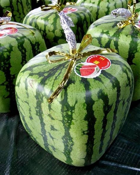 Japan Begins Selling Cube-Shaped Watermelons To Customers Around The World