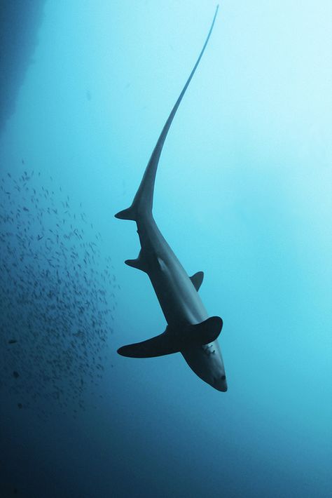 shark Thresher Shark, Swimming In The Ocean, Fauna Marina, Underwater Life, Water Life, Shark Week, Marine Animals, Ocean Creatures, Ocean Animals