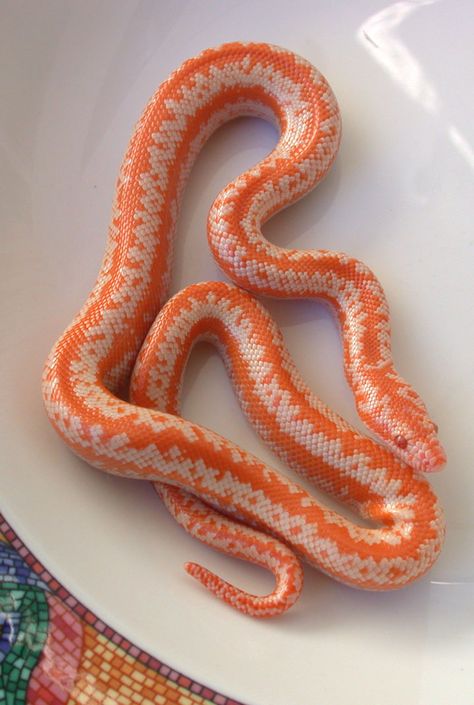 Rosy Boa Snake, Rosy Boa, Danger Noodles, Snake Turtle, Hognose Snake, Pretty Snakes, Reptile Room, Snake Tattoo Design, Cute Reptiles