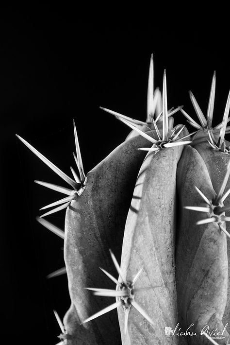 Cactus Black And White, Cactus Photography, Succulent Art, Hotel California, History Fashion, Ansel Adams, Black And White Pictures, Bw Photo, Black And White Photographs