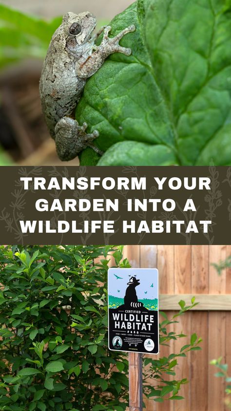 A tree frog and a wildlife habitat sign Native Habitat Garden, Outdoor Lizard Habitat, Backyard Habitat Ideas, Wildlife Habitat Garden, Biodiversity Yard, Biodiverse Backyard, Certified Wildlife Habitat Yards, Backyard Wildlife Habitat, Monarch Nursery