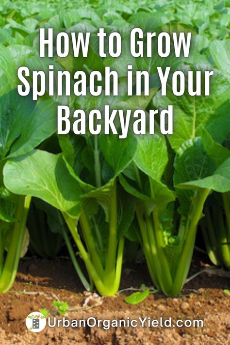 How To Plant Spinach In A Pot, How To Plant Spinach Seeds, How To Plant Spinach, When To Plant Lettuce, Spinach Garden, Spinach Growing, Planting Spinach, How To Grow Spinach, Grow Spinach