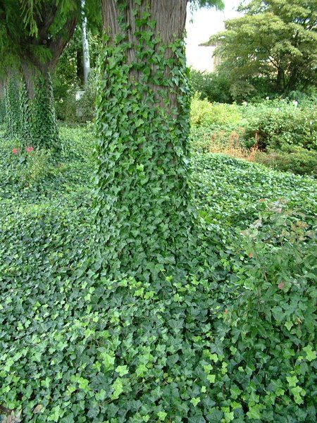 Suggestie KTK: Hedera_helix_Woerner Creeping Plants, English Ivy Plant, Pergola Design Ideas, Easy To Grow Houseplants, Attached Pergola, Ivy Plant, Plant Bugs, Natural Bug Spray, Hedera Helix