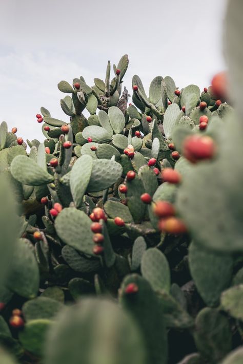 a bunch of green plants with red berries on them photo – Free Image on Unsplash Prickly Pear Fruit, Opuntia Cactus, Cactus Types, Pear Fruit, Bible Images, Fruit Wallpaper, Edible Plants, Prickly Pear, Red Fruit