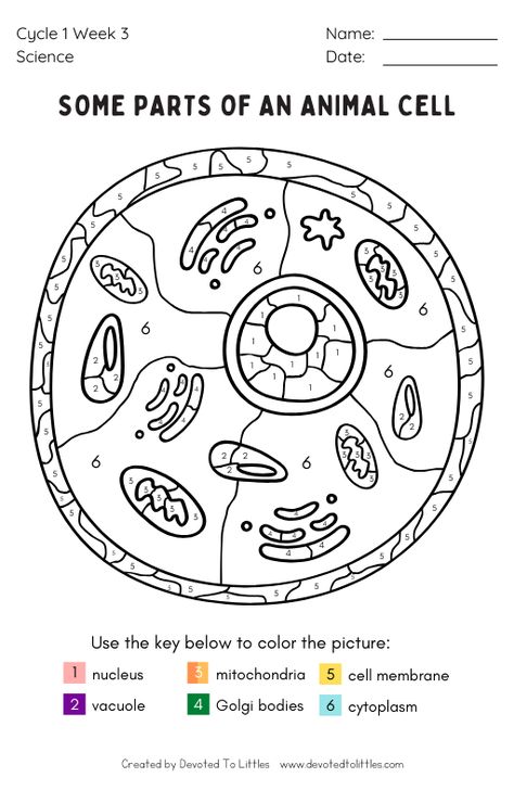 Cc Cycle 1, Classical Conversations Cycle 3, Classical Conversations Cycle 1, Classical Conversations Foundations, Cc Cycle 3, Cycle 3, Homeschool Projects, Plant Cell, Roman Gods