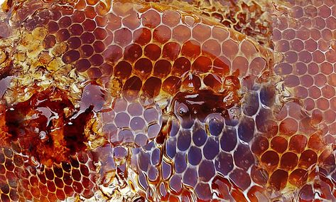 Purple honey is somewhat mysterious. There are those who question it's authenticity, but that's simply because it is actually a little hard to come by. How Bees Make Honey, Honey For Sore Throat, Honey Bee Facts, Purple Honey, Atopic Skin, Real Honey, Honey Love, Honey Benefits, Bee Keeping Supplies