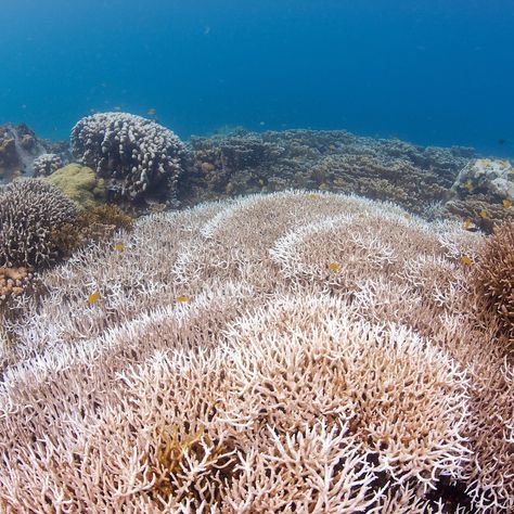 Coral bleaching is a warning sign we can’t ignore. ⚠️ When vibrant reefs turn ghostly white, entire marine ecosystems are at risk! @padiaware launched the Adopt the Blue initiative with a vision to create a nimble, active network of underwater sites ready for action across conservation issues and geographies. 🪸 Visit our 🔗 in bio to learn how this initiative is monitoring coral bleaching with the help of divers. #coral #coralreef #coralbleaching #conservation #adopttheblue #savetheocean Coral Reef Bleaching, Coral Bleaching, Marine Ecosystem, Visual Language, Warning Sign, Coral Reefs, Coral Reef, The Help, Mood Board