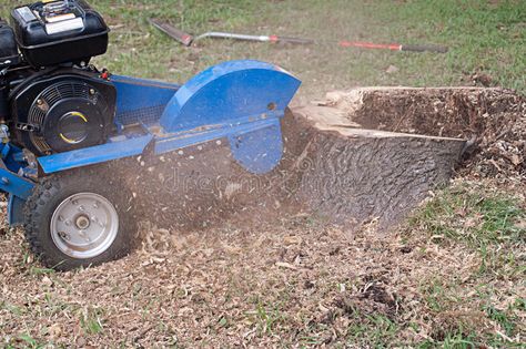 Machine Grinding Tree Stump. Machine grinding stump left after tree removal , #SPONSORED, #Tree, #Stump, #Machine, #Grinding, #grinding #ad Tree Stumps, Tree Removal, Tree Service, Tree Stump, Yard Ideas, A Tree, Outdoor Power Equipment, Garden Tools, Stock Images Free