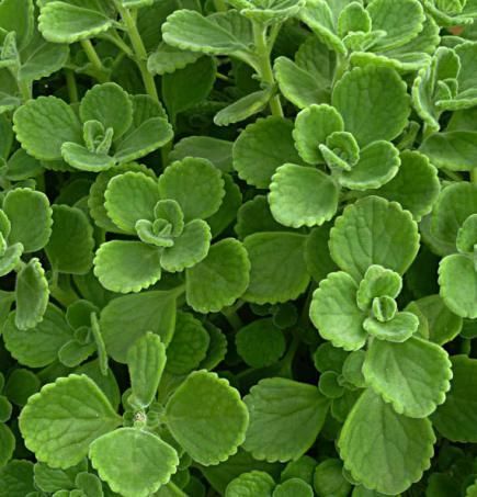 Growing tips for thyme! Plant Carpet, Herbs To Grow At Home, Lime Plant, Bug Deterrent, Oregano Plant, Fresh Herb Recipes, Cooking With Fresh Herbs, Easy Herbs To Grow, Growing Mint