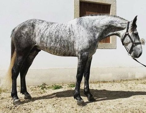 LYNX, owned by Michelle Du Plessis, is the newest entrant into the Brindle and Striped Equine International registry. Lynx is a five year old grey brindle Lusitano stallion in Portugal. Steel Gray Horse, Brindle Horse, Light Dapple Grey Horse, Fleabitten Grey Horse Jumping, Lusitano Stallion, Grey Warmblood Horse, Lusitano Horse, Flee Bitten Grey Horse, Horse Coat Colors