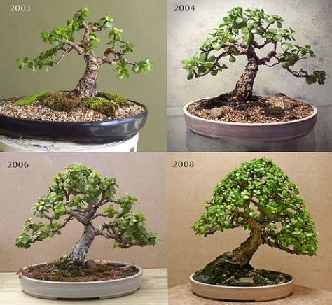 If you are keen to have a bonsai why not consider a succulent bonsai, they are easy to grow, can be grown indoors in the UK as they require warmth and they require less watering and can still produce the iconic shapes of bonsai trees as demonstrated by the Jade plant (Portulacaria) in the leading… Continue reading → Tree Training, Bonsai For Beginners, Jade Plant Bonsai, Bonsai Diy, Bonsai Pruning, Jade Bonsai, Jade Tree, Bonsai Tree Types, Bonsai Care