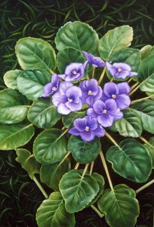 Painting of African Violets~ African Violets Drawing, African Violet Painting, Plants Paintings, Plant Paintings, Shaman Drum, Lady's Mantle, Watercolor Paintings Nature, Animals Farm, Sweet Violets