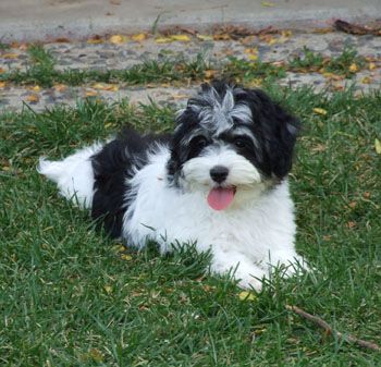 Havachon Dog Newfoundland Dog Funny, Bichon Havanese, Havanese Grooming, Cavachon Puppies, Cord Of Three Strands, Puppy Drawing, Havanese Puppies, Havanese Dogs, Natural Dog Food