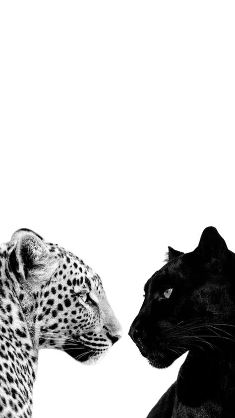 Leopard And Panther, Glamour Wallpaper, Cheetah Wallpaper, Tiny Puppy, Panther Leopard, Leopard Print Wallpaper, Cheetah Print Wallpaper, Stile Blair Waldorf, Leopard Art