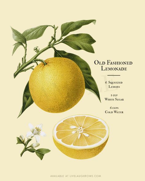 If this Old Fashioned Lemonade Printable doesn't say Summer, I don't know what does! I love the vintage simplicity too. Print yours at livelaughrowe.com Vintage Recipe Poster, Lemon Vintage Illustration, Yellow Vintage Poster, Vintage Lemon Print, Old Fashioned Flowers, Vintage Fruit Illustration, Lemon Aesthetic Vintage, Lemon Botanical Illustration, Vintage Lemonade