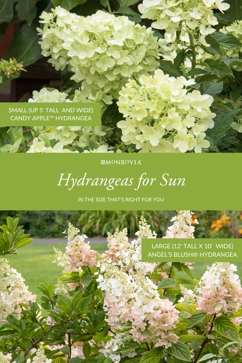 Hardy Hydrangea Shrubs, Shrubs For Full Sun Landscaping, Cone Shaped Hydrangea, Landscaping Ideas For Front Of House Full Sun, Cone Hydrangea Bush, Hydrangea For Full Sun, Hydrangeas For Full Sun, Limelite Hydrangea Landscape, Large Hydrangea Bush