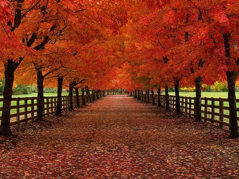 Fall is my favorite time of year. Just look at this picture. Wouldn't you love to be crunching down that road in a pair of boots with a cozy jacket and thick wool scarf? Lined Driveway, Driveway Entrance Landscaping, Tree Lined Driveway, Tree Tunnel, Garden Fence Ideas, Driveway Ideas, Driveway Entrance, Driveway Landscaping, Fallen Leaves