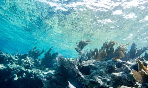 Florida ocean records ‘unprecedented’ temperatures similar to a hot tub | Florida | The Guardian Florida Ocean, Ocean Ecosystem, Coral Bleaching, Dead Fish, Everglades National Park, University Of Miami, Great Barrier Reef, Florida Keys, Extreme Weather