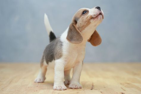 Pocket Beagle, Puppy Obedience Training, Positive Dog Training, Puppy Grooming, Bulldog Breeds, Cute Beagles, Best Dog Training, Beagle Puppy, Beagle Dog