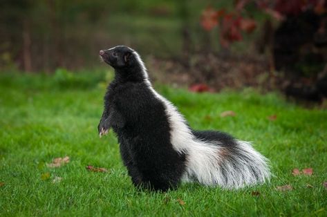 Getting Rid Of Skunks, Skunk Spray, Striped Skunk, Skunk Smell, Great Horned Owl, Panda Bear, Animal Photography, Trees To Plant, Animals Wild