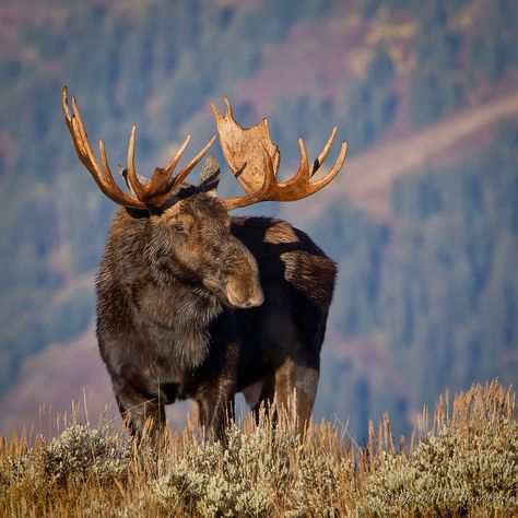 Moose Hunting, Moose Pictures, Moose Deer, Coyote Hunting, North American Animals, Bull Moose, North American Wildlife, Wild Animals Photography, Elk Hunting