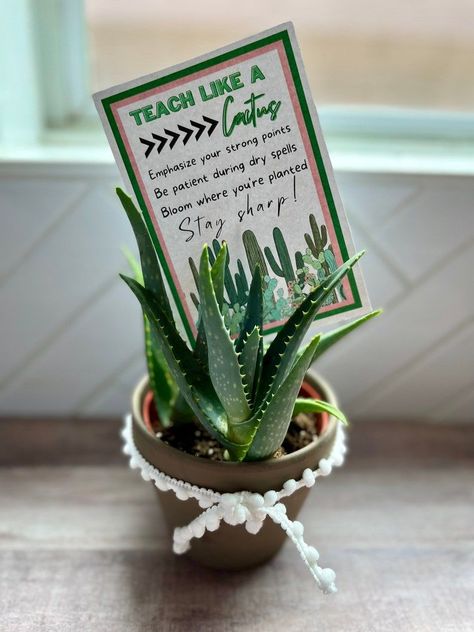 Succulents For Teacher Appreciation, Teacher Gift Plant, Cactus Teacher Gift, Cactus Teacher Appreciation, Plant Teacher Appreciation Gifts, Plant Gift For Teacher, Teacher Appreciation Plant Gifts, Teacher Plant Gift Ideas, Succulent Teacher Gift