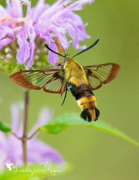 Hummingbird Moth Caterpillar, Hummingbird Moth Tattoo, Hummingbird Hawk Moth, British Moths, Butterfly Identification, Hummingbird Moth, Cool Insects, Moth Caterpillar, Moth Art