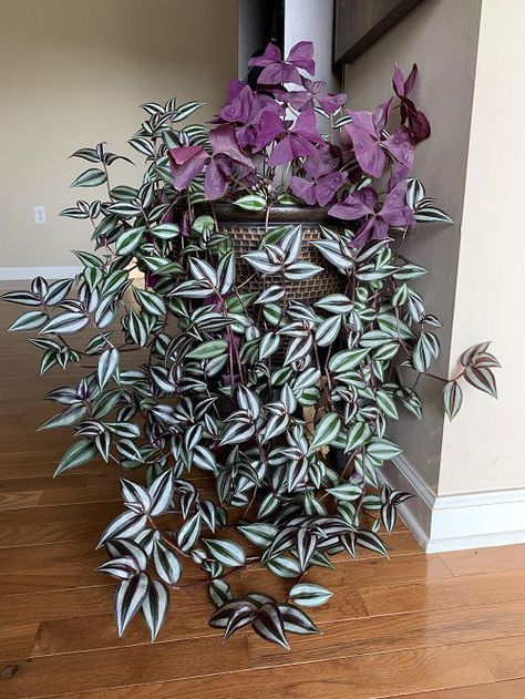 Do You Have a Tradescantia (Wandering Dude)? Don't Miss These 7 Things! Tradescantia Zebrina, Small House Garden, Garden Wedding Favors, Wandering Jew, Diy Garden Fountains, Herb Garden Design, Vertical Garden Diy, Ornamental Tattoo, Balcony Plants