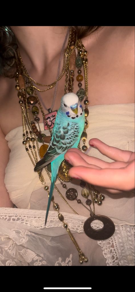 Birds Aesthetic, Cute Moth, Budgies Bird, Going Off The Grid, Pet Bird, Birdy, Cat Lady, Parrot, Cool Photos