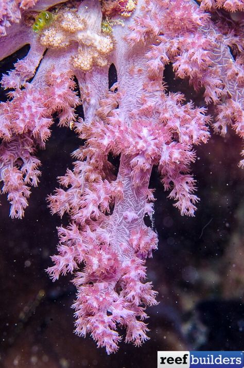 Pink Coral Reef, Kentucky Oaks, Hard Coral, Water Architecture, Saltwater Aquarium Fish, Sea Plants, Coral Tank, Soft Coral, Marine Aquarium