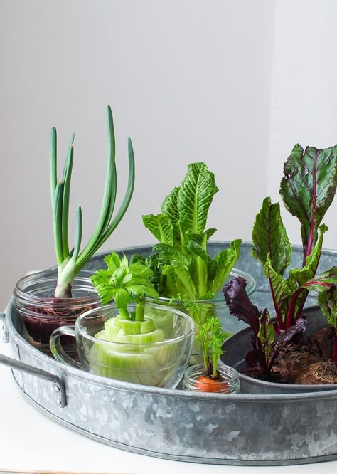 Regrow Vegetable Scraps for a DIY Spring Centrepiece - Simple Bites Plantarea Legumelor, Regrow Vegetables, Vegetable Scraps, Windowsill Garden, نباتات منزلية, Ginger Chicken, Zero Waste Kitchen, Veg Garden, Have Inspiration