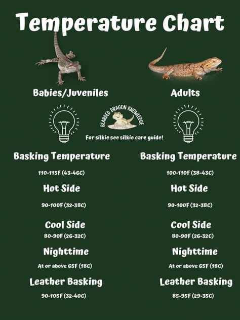 Bearded Dragon Essentials, Bearded Dragon Care Guide, Bearded Dragon Setup Ideas, Dragon Knowledge, Diy Bearded Dragon Cage, Bearded Dragon Tank Setup, Fancy Bearded Dragon, Breaded Dragon, Bearded Dragon Toys