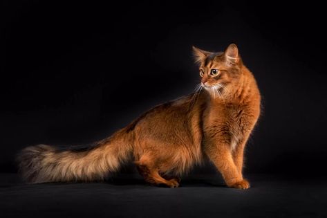 Somali Cat, Cat Reference, Exotic Cats, Cute Cat Breeds, Abyssinian Cats, Beautiful Cat Breeds, Cat Pose, Cat Tail, Scottish Fold