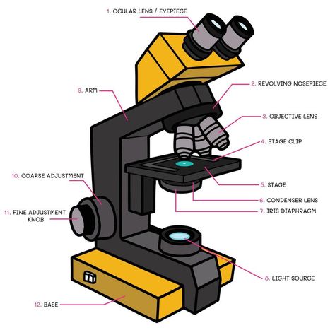 Vector of compound light microscope structure. Fill color on white background Compound Light Microscope, Microscope Drawing, Light Microscope, Vector Art, White Background, Art Drawings, Clip Art, Drawings, White