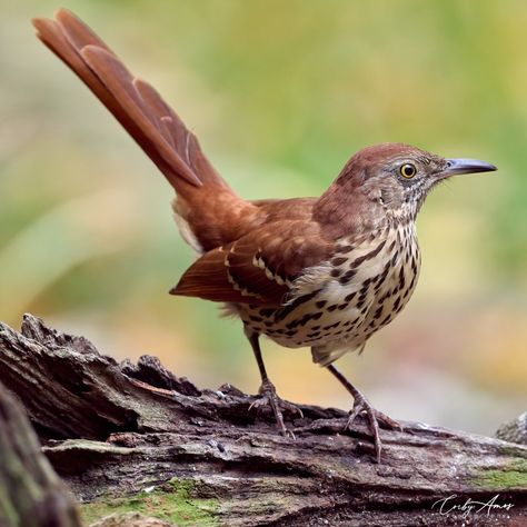 (2) Corby Amos Photography on X: "Brown Thrasher . https://t.co/1uMhIUvhfj . https://t.co/5097W1HYet . #birdphotography #birdwatching #BirdTwitter #twitterbirds #birdpics #BirdsofTwitter https://t.co/rqoXHO6yXe" / X Brown Thrasher Birds, Brown Birds, Bird Reference, Brown Thrasher, Picture References, Song Birds, Red Bank, Brown Bird, Bird Photos