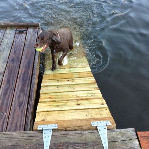 Diy Dog Food Storage, Diy Dog Food, Lake Fun, Lake Dock, Lakefront Living, Lakeside Living, Lake Front, Dog Ramp, Dog Area