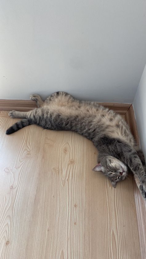 Gray Tabby Cat Aesthetic, Tabby Cat Aesthetic, Cat Instagram Story, Cat Aesthetic Wallpaper, Grey Tabby Cat, Gray Tabby Cat, Grey Tabby, Gray Tabby, Cat Instagram