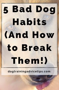 5 Bad Dog Habits (And How to Break Them!). #dogtrainingadvicetips #dogbehavior #dogtraining #dogobedience #dogtrainingtips #dogtips #dogtrainingbasic #dogs 5 Bad Dog Habits (And How to Break Them!). #dogtrainingadvicetips #dogbehavior #dogtraining #dogobedience #dogtrainingtips #dogtips #dogtrainingbasic #dogs How To Train A Dog To Stop Barking, How To Discipline A Puppy, Train Dog To Stop Barking, Puppy Training Biting, Cairn Terriers, Dog Training Barking, Dog Behavior Training, Dog Behavior Problems, Dog Remedies