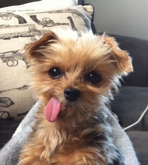 And finally, this tiny dog whose tongue is basically bigger than his entire face. | 29 Things That Are Way More Important Than Work Right Now Dog Shaming, Cute Puppy Pictures, Loyal Dogs, Adorable Puppy, Tiny Dogs, Sweet Dogs, Puppy Pictures, Yorkshire Terrier, 귀여운 동물