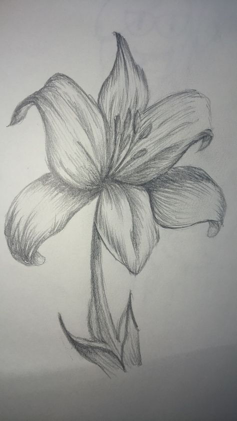 Lilly Drawing, Lilies Drawing, Flower Art Drawing, Flower Sketches, Dark Art Drawings, Pretty Drawings, Nature Drawing, Doodle Art Designs, Mini Drawings