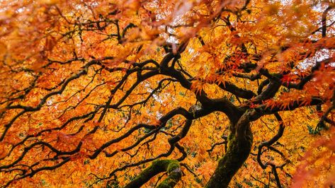 Japenese Maple, Alteration Shop, Maple Seeds, Japanese Red Maple, Red Maple Tree, Japanese Maples, Maple Trees, Japanese Maple Tree, Tree Pruning