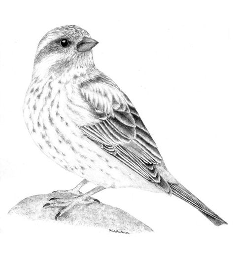 Finch Tattoo, Bird Pencil Drawing, Purple Finch, Tre Kunst, Vogel Tattoo, Vintage Bird Illustration, Finches Bird, Pencil Drawings Of Animals, Poppies Tattoo