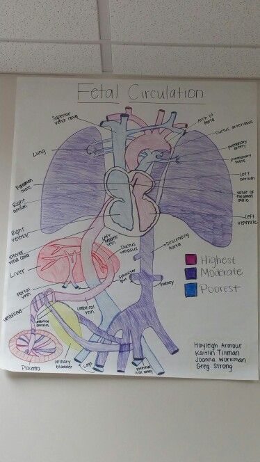 Fetal heart circulation Fetal Circulation Diagram, Fetal Circulation, Circulation Diagram, Heart Circulation, Nursing Things, Anatomy Bones, Respiratory Care, Medical School, Ultrasound