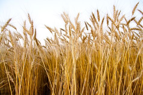 Summer Cover Photos, Wheat Plant, Wheat Harvest, Winter Wheat, Cottages By The Sea, Photo Png, Make Blanket, Soft Red, Breast Augmentation