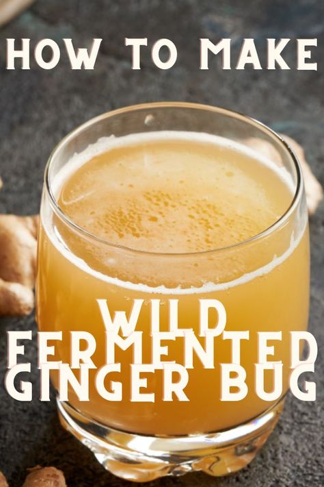 Fermented Ginger Beer, Ginger Fermented Drink, Ginger Bug Recipe, Ginger Jelly Recipe, Functional Mocktails, Preserve Recipes, Fermented Ginger, Kefir Water, Fermented Beverages